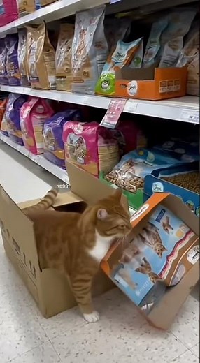 The Cta's Secret Operation in the Supermarket