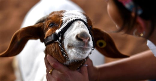 Texas HS cheerleader dubbed 'Tonya Herding' charged with animal cruelty, allegedly poisoned rival's show goat