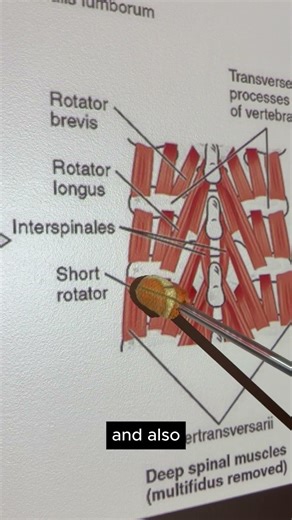 Intertransversarii (Spine) #kinesiology #anatomy #anatomystudy #anatomyshorts #biomechanics
