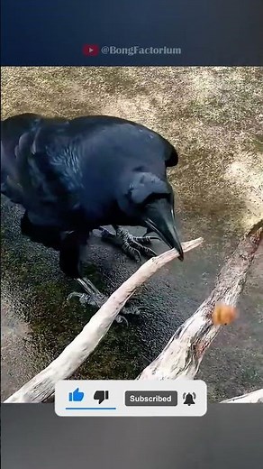 Crow’s Smart Way to Eat a Walnut #animals #wildanimals #wildlife #rescue #love #cute #pets