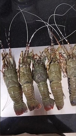 How to Clean a Lobster for Cooking | Seafood Cleaning Tips