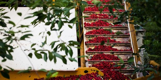 Cherry producers work to bounce back after streak of tough years