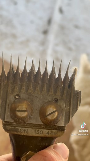 172 reactions · 6 comments | It happens sometimes unfortunately…. These combs run about $30-$35 USD so it kinda hurts a little when a sheep  breaks it | Corey Bricker | Facebook