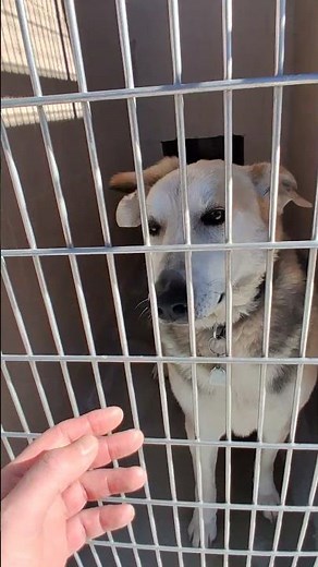 Dad Takes His Son to the Shelter… Then They Meet THIS Mastiff 🐶👨‍👦❤️