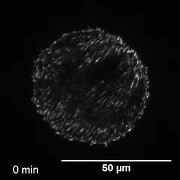 Paxillin dynamics during focal adhesion formation