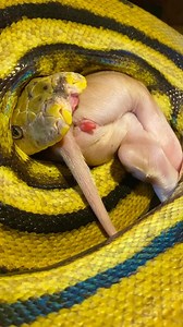 大蛇LOUNGE on Instagram: "#reticulatedpython #retic #python #snake #reptile #ヘビ #蛇 #へび #爬虫類 #大蛇カフェ #大蛇lounge #ヘビカフェ"