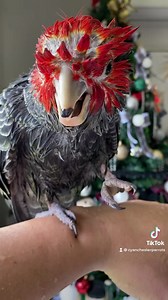 Blueberry - Mr. Chester’s reward for taking a bath 🙂 Woohoo 🙂 | Mr. Chester, The Gang-gang Cockatoo