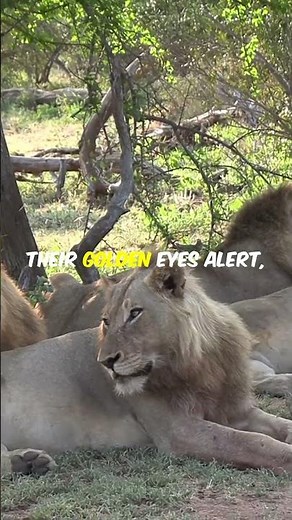 Unbelievable Big 5 Safari! 🦁 Epic Lion Charge & Elephant Encounter (South Africa)