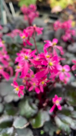 Le Saxifrage fortunei ‘Black Ruby’, c’est la petite merveille de l’automne 🍂 Son feuillage pourpre presque noir met en valeur de jolies fleurs roses aux pétales délicatement irréguliers.🌸 Facile à vivre, cette vivace aime la fraîcheur et la mi-ombre, et elle fleurit généreusement jusqu’en novembre. Parfaite pour apporter une touche d’élégance aux massifs ou aux jardinières d’automne ✨ 👉 Découvrez le Saxifrage ‘Black Ruby’ dès maintenant sur notre site ou directement à la pépinière ! 🌿 #lecha