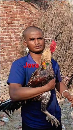 java aseel lines ll ustad Rahul Ji ki #aseel #minivlog