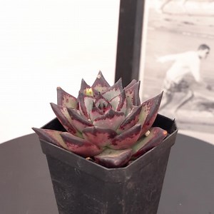 Echeveria Agavoides Ebony, Rare Succulent and Best Gift - Etsy Canada