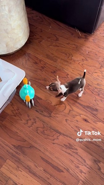 Beagle Puppy Testing New Toys Including Sushi 🦀