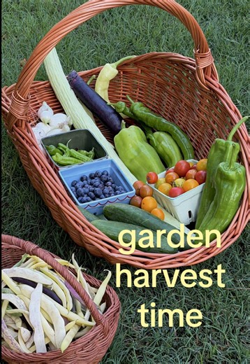 Abundant Garden Harvest: Two Full Baskets of Vegetables