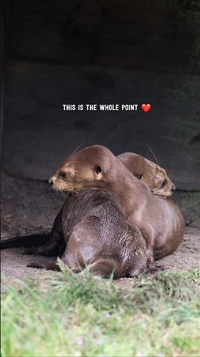 Dit is waarvoor we het doen!❤️ Liefdevolle momentjes bij de reuzenotterfamilie van AquaZoo! #aquazoo