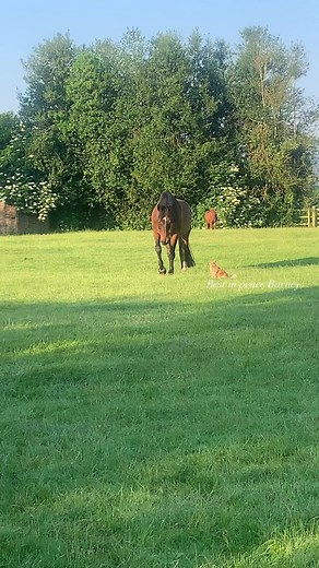 Carl Hester on Reels