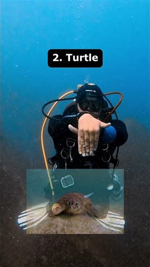 5 Marine Life Hand Signals Every Diver Should Know | Prodiversmas Day 1