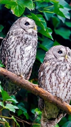 wise owl teaches how to become rich. #motivation