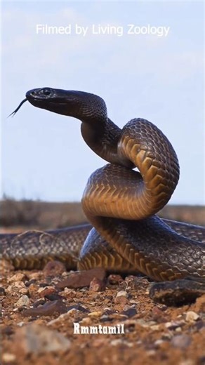 🐍Taipan snake attack | he is sacrifice life #trending #shorts