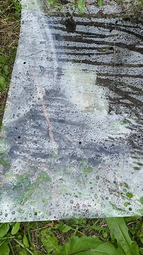 Lets see what bugs we can get for the toads #bugs