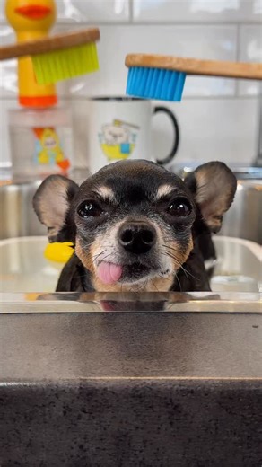 What a difference love makes 🥰 Nervous rescue chihuahua Maya came to us with a extreme fear or water 💦 Two years later she’s sitting in the tub, all zen, loving her toothbrush massages 🥰 She didn’t even try to escape the bath, she just LOVED being pampered 👏🥰 It shows how any dog can learn to relax during bath time with proper techniques and a lot of patience 🥰 We’re so proud of you Maya 🥰🐾👏🐶. . #chihuahuaoftheday #dogbath #dogbathtime #dogwash #chihuahualove #rescuedog | Tiny Chihuahu