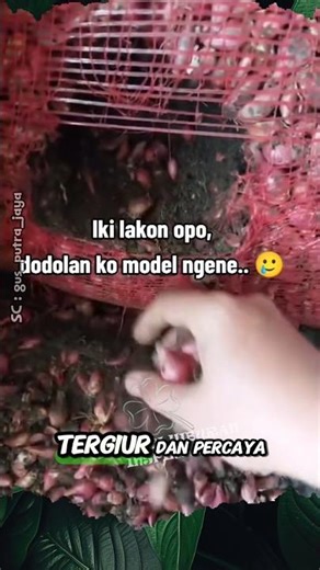 Fraudulent Trader Fills Sack of Onions with Soil #shorts #onions #viral