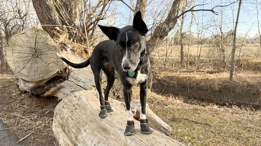 Don’t let your dog’s paws get cold. Here are the best winter dog boots, according to vets and my dog | CNN Underscored