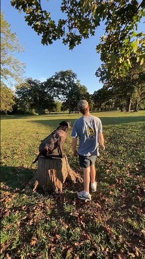 Duck dog training🐾