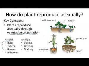 Asexual Reproduction