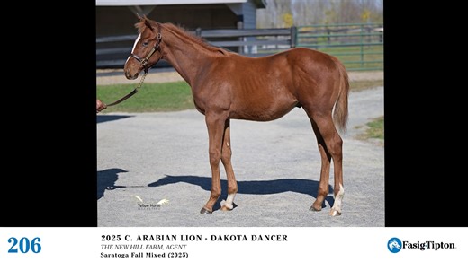 2025 Fasig-Tipton Saratoga Fall Mixed Sale: Hip #206 Arabian Lion x Dakota Dancer '25 colt