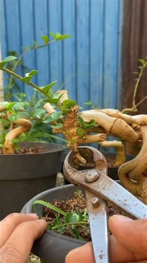 Making basic extreme bonsai movements #bonsai #bonsaitree #shorts