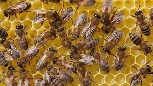 Alarmed bees. They quickly move around the honeycombs. The reasons can be different: penetration of alien insects into the colony, defeat by the tick of Varroa, and more.and thunderstorms.