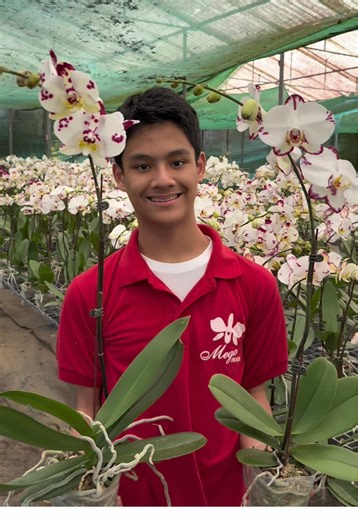 Taiwan Phalaenopsis Orchids Now Available for Shipping