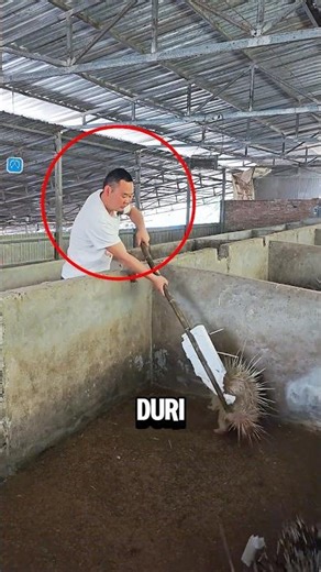 Reasons Why Farmers Harvest Porcupine Quills⁉️😱