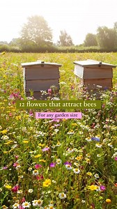 Improve your local eco-system and wildlife garden by planting flowers that attract bees. Suitable for all garden sizes. #HomesandGardens #BeeWildlife #GardenIdeas #Wildlifegarden | Homes & Gardens Magazine