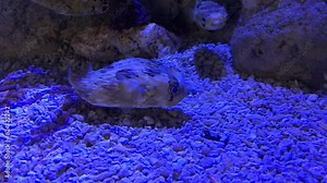 Deflated Valentinni's sharpnose puffer Tetraodontidae is a family of primarily marine and estuarine fish of the order Tetraodontiformes. variously called pufferfish, puffers, balloonfish, blowfish