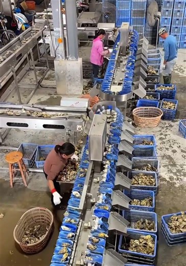 Shrimp Oyster Sorter Processing Grading Machine