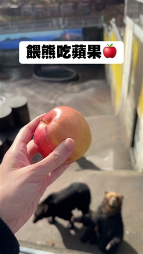 餵熊吃蘋果：日本北海道的熊趣味