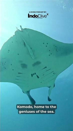 EPISODE 1 : Indodivex : Manta Rays of Komodo: Diving with Giants #diving #komodo #labuanbajo
