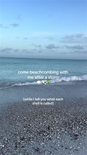 Beautiful Shell Hunting in Florida Beaches