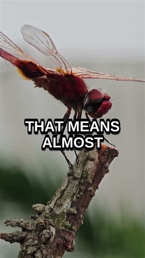 Why Dragonflies Almost Never Miss Their Prey