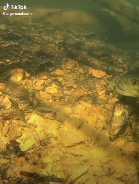 Top Bass Fishing Tips to Catch More Smallmouth and Largemouth Bass