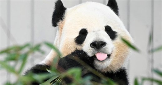 National Zoo's giant pandas make their debut