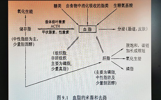 生物化学 第6讲 脂类代谢