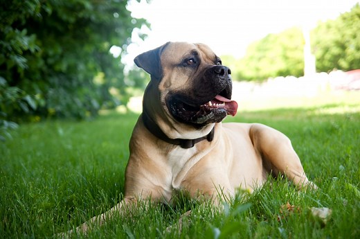 Mast Cell Tumor (Mastocytoma) in Dogs | PetMD