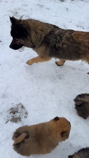 Les petits Avatar (Utopie et Pyros) adorent jouer dans la neige avec leur maman. Déjà très dégourdis ces petits loulous. | Les Eurasiers Des Crinières De Feu