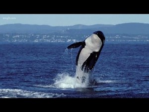 Hydrophone broadcasts live orca sounds