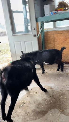My Goat, Winslow, Showing Off #goats #pets #nigeriandwarfgoats #farmlife | Kids On Kerth