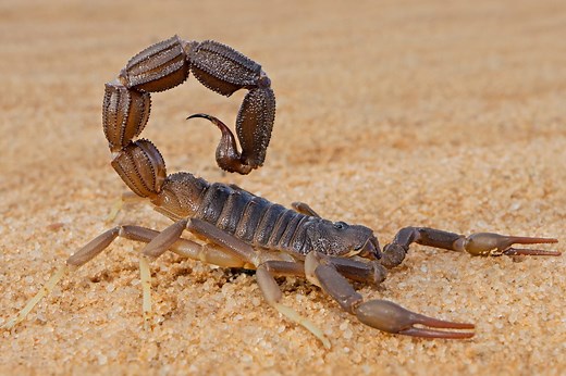 4 Scorpion Species Found in Alabama! (w/Pics)