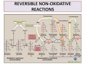 Pentose phosphate pathway