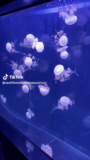 Come and see all of our fascinating jellyfish in our Ocean Invaders zone at SEA LIFE Melbourne Aquarium 🪼✨#sealifemelbourne #melbourneaquarium #jellyfish #melbourne
